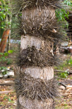 Téléchargez les photos : Vue sur le tronc de palmier plein d'épines dans la forêt amazonienne verte, RDS Rio Negro, Amazonas, Brésil - en image libre de droit