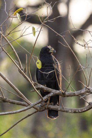 Foto de Pájaro halcón negro en rama de árbol en el Pantanal brasileño de Miranda, estado de Mato Grosso do Sul, Brasil - Imagen libre de derechos
