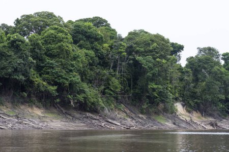 Téléchargez les photos : Arbres tombés sur les plages de la rivière lors d'une grave sécheresse en Amazonie, parc national d'Anavilhanas, État d'Amazonas, Brésil - en image libre de droit