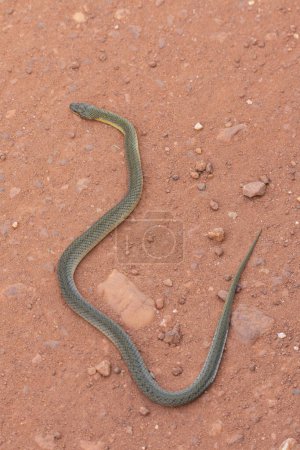 Téléchargez les photos : Serpent sur le sol sur un chemin de terre dans le Pantanal de Miranda, État du Mato Grosso do Sul, Brésil - en image libre de droit