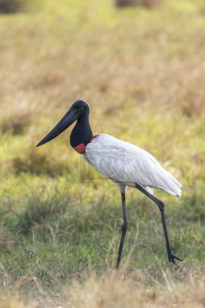 Photo for Big Jabiru Stork bird in the Pantanal of Miranda, Mato Grosso do Sul state, Brazil - Royalty Free Image