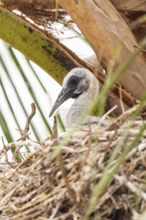 Photo for Buff-necked ibis chick on nest in the Pantanal of Miranda, Mato Grosso do Sul state, Brazil - Royalty Free Image