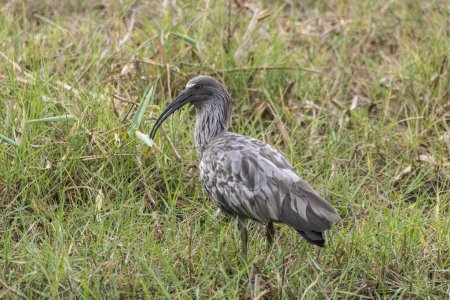 Téléchargez les photos : Bel oiseau tropical au sol dans le Pantanal de Miranda, État du Mato Grosso do Sul, Brésil - en image libre de droit