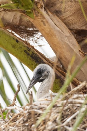 Foto de Buff-necked ibis chick on nest in the Pantanal of Miranda, Mato Grosso do Sul state, Brazil - Imagen libre de derechos