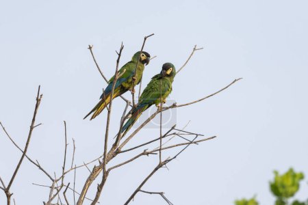Téléchargez les photos : Belle vue sur le perroquet vert dans le Pantanal de Miranda, État du Mato Grosso do Sul, Brésil - en image libre de droit