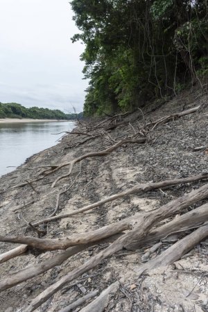 Foto de Árboles caídos en playas fluviales durante una severa sequía en el Amazonas, Parque Nacional Anavilhanas, Estado Amazonas, Brasil - Imagen libre de derechos