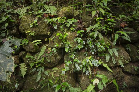 Foto de Vista a las antiguas ruinas históricas del período del café en la zona verde de la selva tropical, Parque Nacional Tijuca, Río de Janeiro, Brasil - Imagen libre de derechos