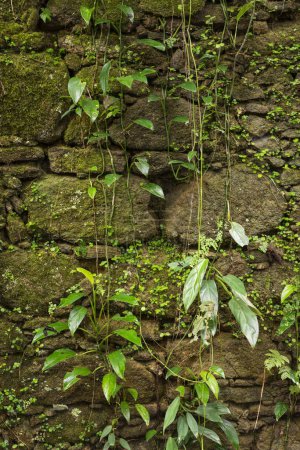 Téléchargez les photos : Vue sur les vieilles ruines historiques de la période du café dans la forêt tropicale verte, Parc national de Tijuca, Rio de Janeiro, Brésil - en image libre de droit