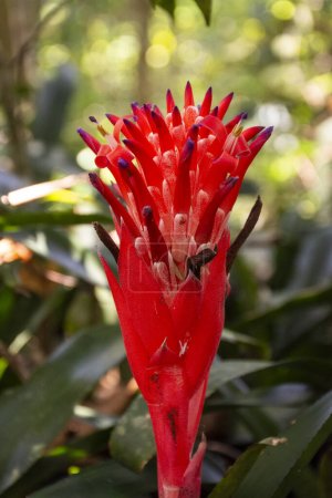 Foto de Hermosa vista a la flor de bromelias rojas en la selva verde Parque Tijuca, Río de Janeiro, Brasil - Imagen libre de derechos