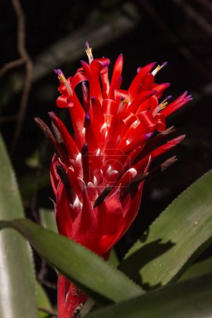 Téléchargez les photos : Belle vue sur la fleur de bromélie rouge dans la forêt tropicale verte Tijuca Park, Rio de Janeiro, Brésil - en image libre de droit