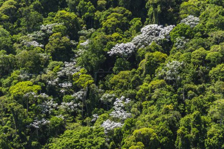Téléchargez les photos : Vue sur les arbres verts de la forêt tropicale et les cécropias blanches dans le parc Tijuca, Rio de Janeiro, Brésil - en image libre de droit