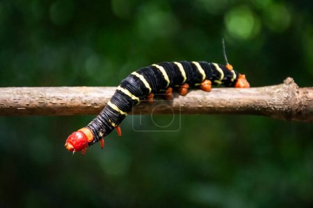 Beautiful red, black and yellow moth caterpillar on tree branch in green rainforest area, Tijuca National Park, Rio de Janeiro, Brazil