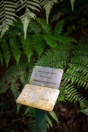 Téléchargez les photos : Panneau métallique avec incriptions en braille pour les visiteurs aveugles dans la forêt tropicale verte Tijuca Park, Rio de Janeiro, Brésil - en image libre de droit