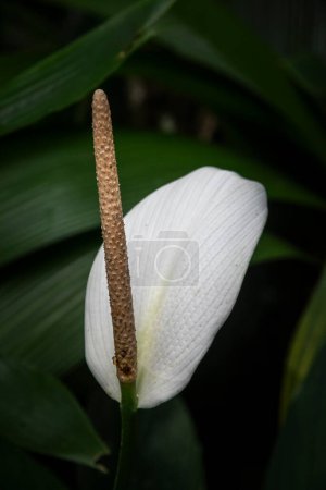 Photo for Beautiful white lily flower in green rainforest Tijuca Park, Rio de Janeiro, Brazil - Royalty Free Image