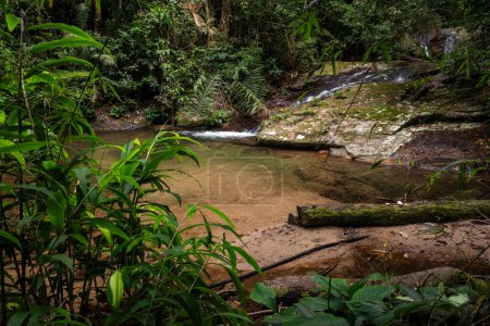 Téléchargez les photos : Belle cascade et piscine fluviale dans la forêt tropicale verte Tijuca Park, Rio de Janeiro, Brésil - en image libre de droit
