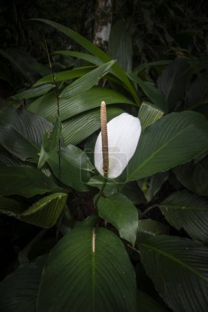 Beautiful white lily flower in green rainforest Tijuca Park, Rio de Janeiro, Brazil
