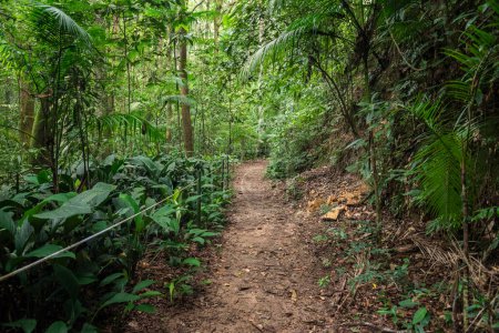 Téléchargez les photos : Paysage de sentiers de randonnée en forêt tropicale verte dans le parc Tijuca, Rio de Janeiro, Brésil - en image libre de droit