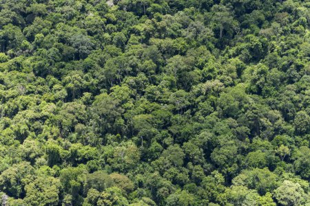 Téléchargez les photos : Belle vue aérienne sur la forêt tropicale verdoyante près des chutes d'Iguazu depuis un vol d'hélicoptère, frontière du Brésil et de l'Argentine - en image libre de droit