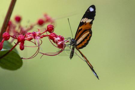 Hermosa mariposa alimentándose de flores rojas en la zona de selva tropical verde, Serrinha do Alambari, Montañas Mantiqueira, Río de Janeiro, Brasil