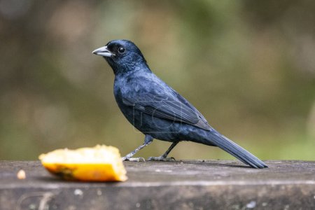Téléchargez les photos : Bel oiseau tropical noir dans la zone de forêt tropicale verte, Serrinha do Alambari, Mantiqueira Mountains, Rio de Janeiro, Brésil - en image libre de droit