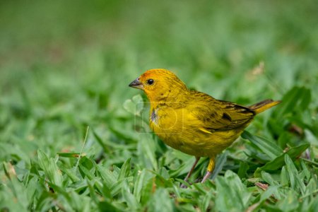 Beautiful yellow tropical bird in green rainforest area, Serrinha do Alambari, Mantiqueira Mountains, Rio de Janeiro, Brazil
