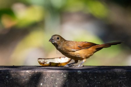 Brown bird on feeder in green rainforest area, Serrinha do Alambari, Mantiqueira Mountains, Rio de Janeiro, Brazil