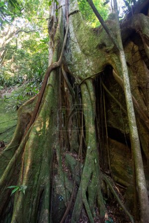 Hermosa y grande higuera con raíces en la selva verde Parque Tijuca, Río de Janeiro, Brasil