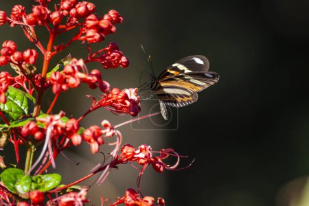 Téléchargez les photos : Beau papillon se nourrissant de fleurs rouges dans la forêt tropicale verte, Serrinha do Alambari, Mantiqueira Mountains, Rio de Janeiro, Brésil - en image libre de droit