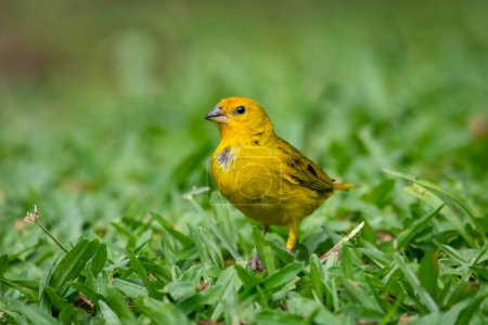 Bel oiseau tropical jaune dans la zone de forêt tropicale verte, Serrinha do Alambari, Mantiqueira Mountains, Rio de Janeiro, Brésil