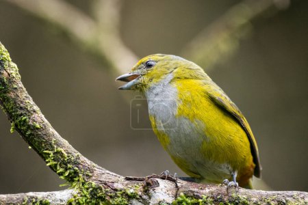 Schöne bunte tropische Vögel im grünen Regenwaldgebiet, Serrinha do Alambari, Mantiqueira-Gebirge, Rio de Janeiro, Brasilien