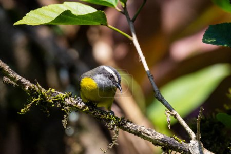 Bel oiseau tropical coloré dans la zone de forêt tropicale verte, Serrinha do Alambari, montagnes Mantiqueira, Rio de Janeiro, Brésil