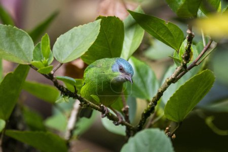 Schöner grüner tropischer Vogel im grünen Regenwaldgebiet, Serrinha do Alambari, Mantiqueira-Gebirge, Rio de Janeiro, Brasilien