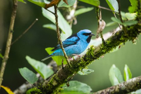 Beautiful blue and black tropical bird in green rainforest area, Serrinha do Alambari, Mantiqueira Mountains, Rio de Janeiro, Brazil