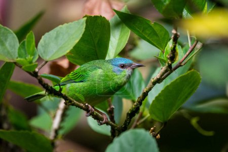 Schöner grüner tropischer Vogel im grünen Regenwaldgebiet, Serrinha do Alambari, Mantiqueira-Gebirge, Rio de Janeiro, Brasilien