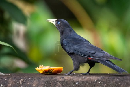 Schöner schwarzer tropischer Vogel im grünen Regenwaldgebiet, Serrinha do Alambari, Mantiqueira-Gebirge, Rio de Janeiro, Brasilien