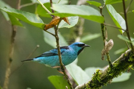 Schöner blauer und schwarzer tropischer Vogel im grünen Regenwaldgebiet, Serrinha do Alambari, Mantiqueira-Gebirge, Rio de Janeiro, Brasilien
