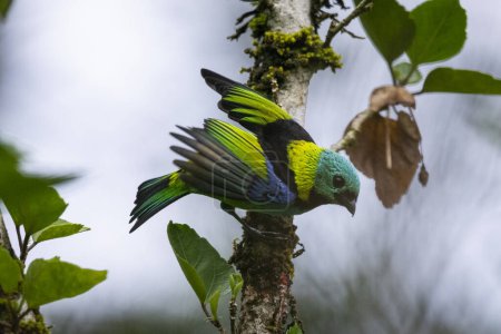 Bel oiseau tropical coloré dans la zone de forêt tropicale verte, Serrinha do Alambari, montagnes Mantiqueira, Rio de Janeiro, Brésil
