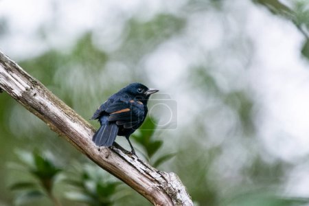 Téléchargez les photos : Bel oiseau tropical noir dans la zone de forêt tropicale verte, Serrinha do Alambari, Mantiqueira Mountains, Rio de Janeiro, Brésil - en image libre de droit