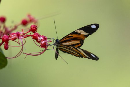 Hermosa mariposa alimentándose de flores rojas en la zona de selva tropical verde, Serrinha do Alambari, Montañas Mantiqueira, Río de Janeiro, Brasil