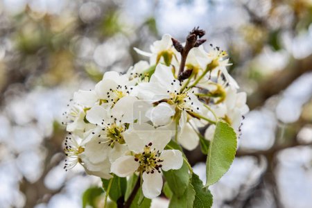 Flower of Pyrus calleryana, or the Callery pear, is a species of pear tree native to China and Vietnam, in the family Rosaceae.