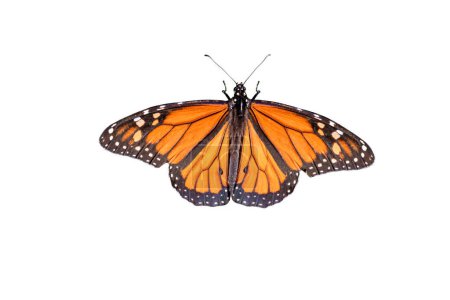 Ein auffälliger männlicher Monarchfalter oder einfach Monarch (Danaus plexippus) isoliert auf weißem Hintergrund