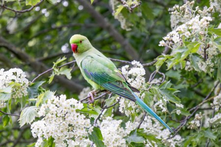 Rose-ringed Parakeet (Psittacula krameri) perched in the branch of a tree