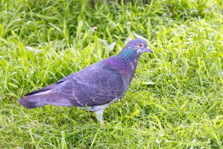 Photo for A rock dove, rock pigeon, or common pigeon (Columba livia) on the green grass - Royalty Free Image