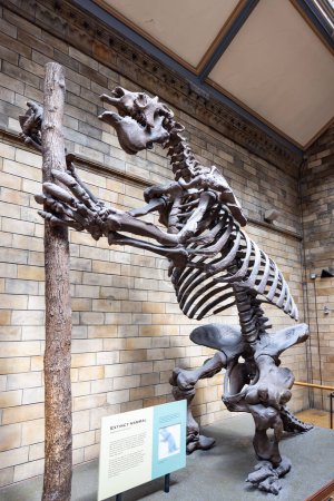 Photo for London, UK - May 19,2023: Megatherium (Megatherium americanum) with the posture it would supposedly have in life, exhibited in the Natural History Museum of London, England, United Kingdom - Royalty Free Image