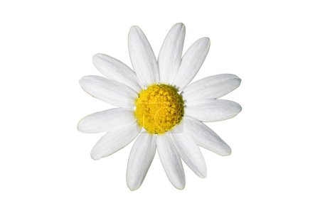 Photo for Beautiful white and yellow Daisy, Bellis perennis, probably Anthemis maritima, commonly named sea mayweed or sea chamomile isolated on white background - Royalty Free Image