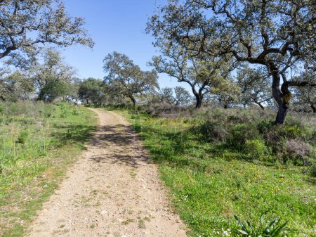 Hiking route between holm oaks in the Sierra de Aracena mountains in Huelva province, Andalusia, Spain