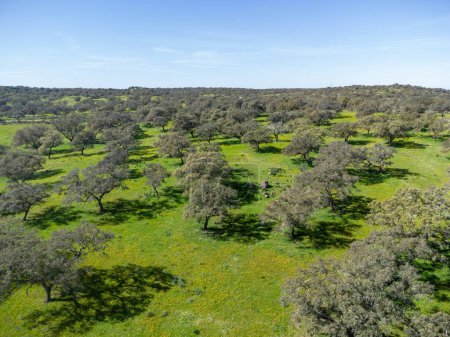 Vista aérea de drones de alcornoques el pasto de la provincia de Huelva, Andalucía, España, con prados verdes