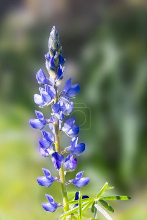 Photo for Close up of a blue wild Lupinus angustifolius known by many common names, including narrowleaf lupin, narrow-leaved lupin and blue lupin, growing in a green field - Royalty Free Image