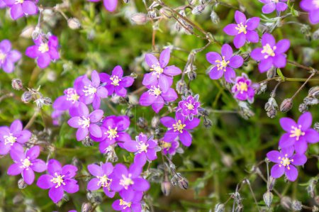 Spergularia purpurea, le spurry violet, ou Spergularia rubra, le spurrey de sable rouge ou rouge, une fleur très petite et violette dans la Sierra de Aracena et le parc naturel Picos de Aroche