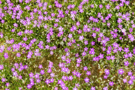 Spergularia purpurea, der lila Sanddorn, oder Spergularia rubra, der rote Sanddorn oder der rote Sanddorn, eine sehr kleine und violette Blume im Naturpark Sierra de Aracena und Picos de Aroche